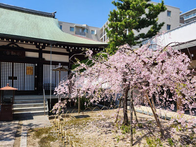桜の季節の境内